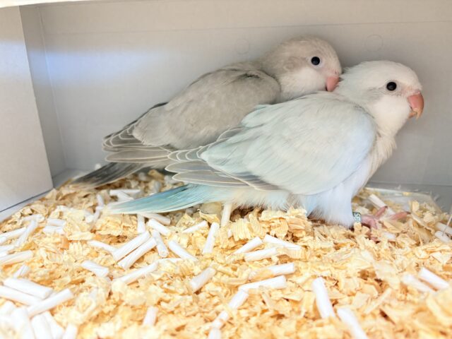 説明画像です