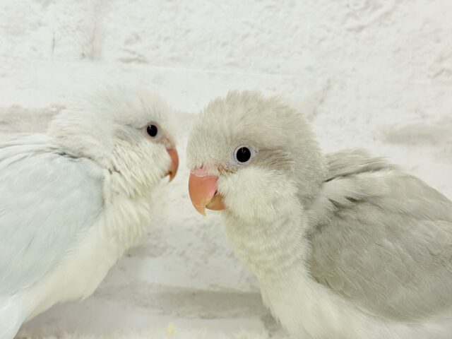説明画像です