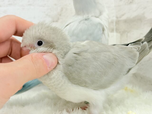 説明画像です