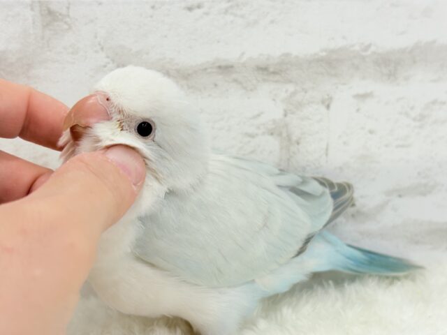 説明画像です