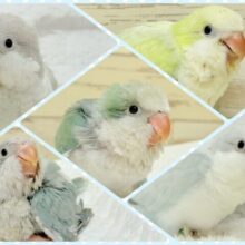 ウケケケ合唱団🐣🎶カラフルオキナに会いに来て🧚💫