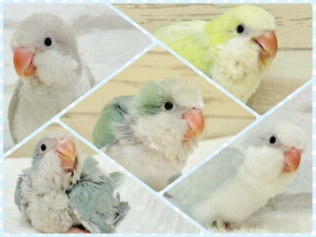 ウケケケ合唱団🐣🎶カラフルオキナに会いに来て🧚💫