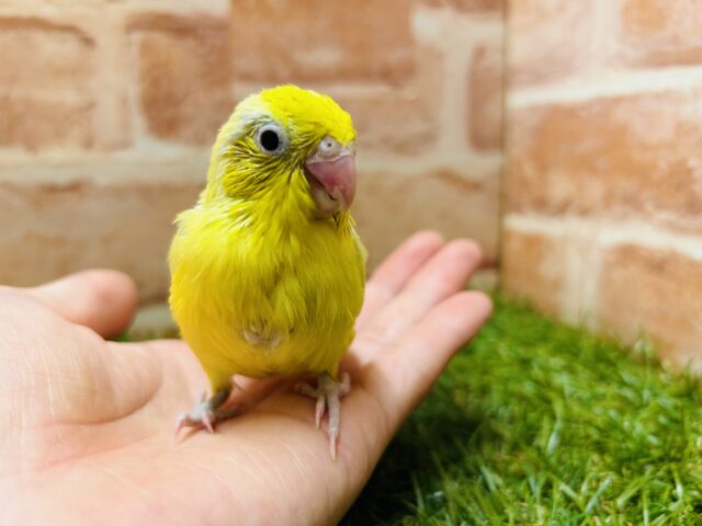 マメルリハ