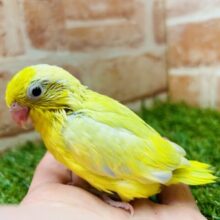 久々にアメリカンイエローのマメちゃんがやって来ましたよ～✨✨✨