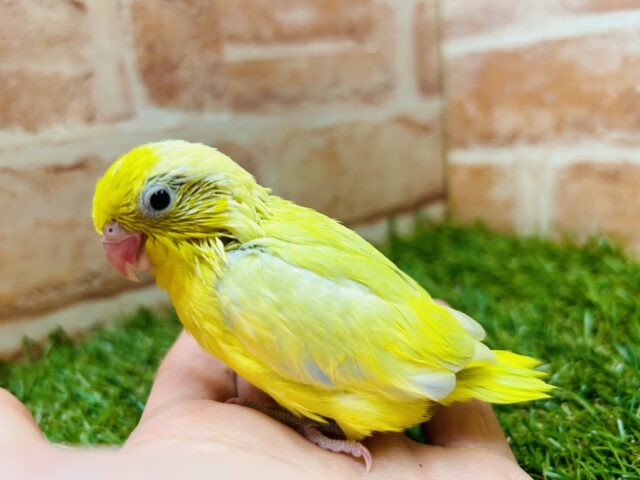 久々にアメリカンイエローのマメちゃんがやって来ましたよ～✨✨✨