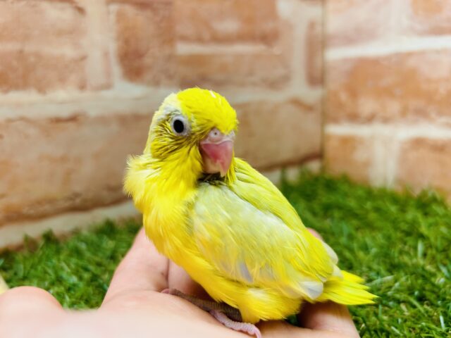 マメルリハ