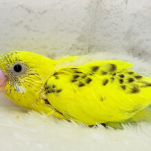 ミツバチカラーの妖精さん🧚‍♀️💫セキセイインコ(ハルクイン) ヒナ