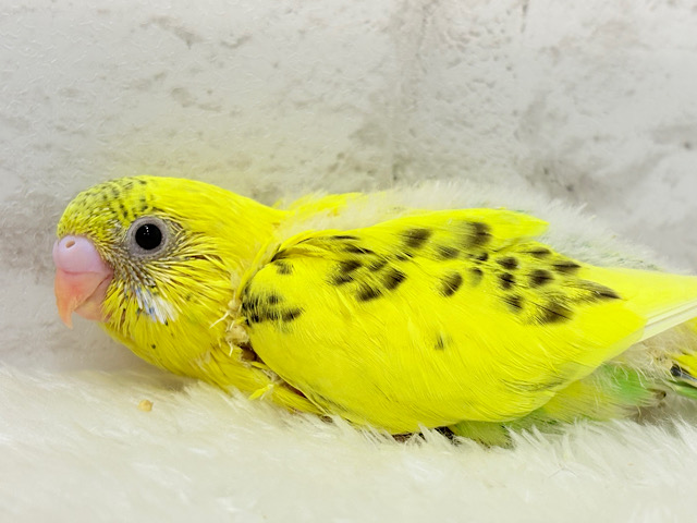 ミツバチカラーの妖精さん🧚‍♀️💫セキセイインコ(ハルクイン) ヒナ