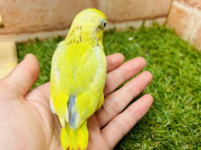 マメルリハ