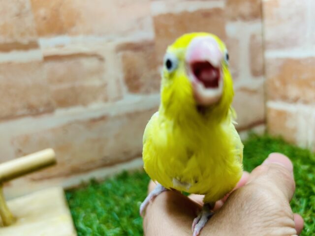 マメルリハ