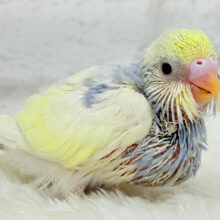 ソノウぷくっと♡プリティーフェイス♡セキセイインコ(パステルカラーレインボーパイド) ヒナ