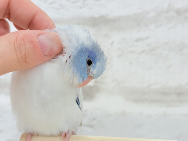 マメルリハ