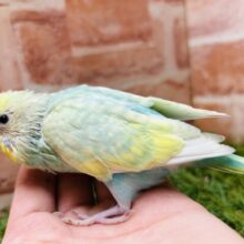 人気カラーのパステルカラーレインボー🌈　セキセイインコ