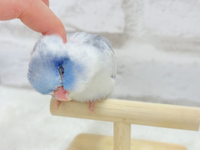 マメルリハ