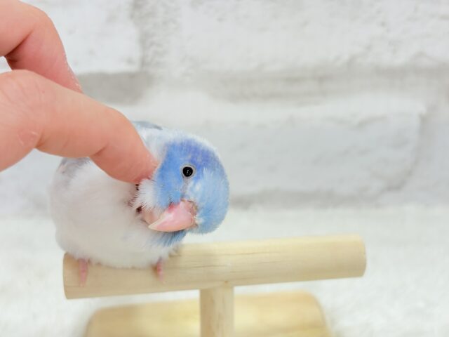 マメルリハ
