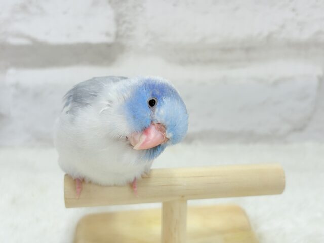 マメルリハ