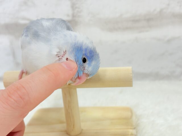 マメルリハ