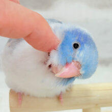 【カキカキ動画更新🪄】僕の秘密は背中にあるんだっ🫣🪽‪💞マメルリハ(マーブルパイドブルー) 男の子 ヒナ