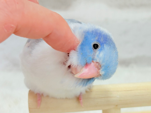 【カキカキ動画更新🪄】僕の秘密は背中にあるんだっ🫣🪽‪💞マメルリハ(マーブルパイドブルー) 男の子 ヒナ
