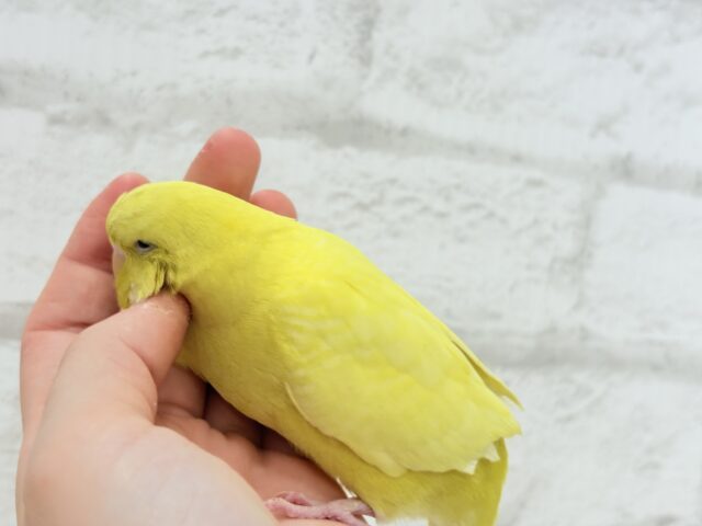 ジャンボセキセイインコ