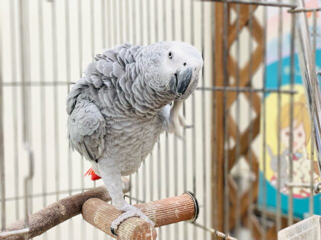 ヨウム
