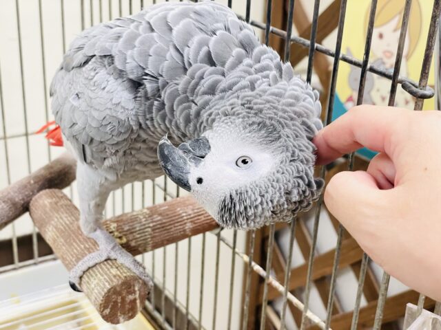 ヨウム