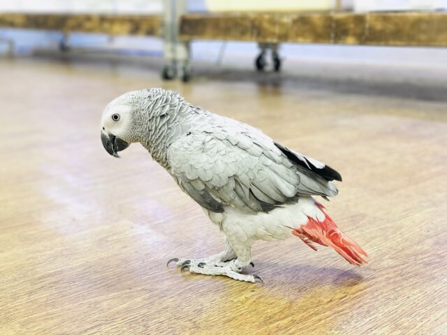ヨウム