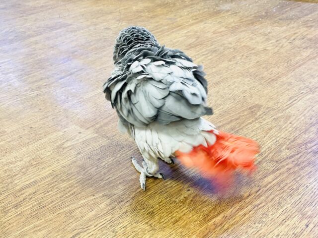ヨウム
