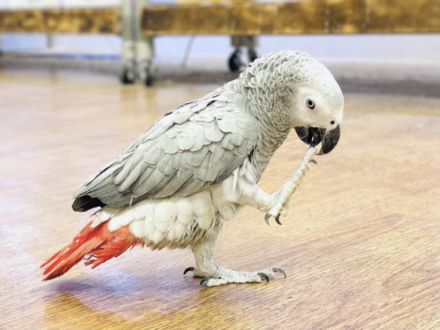 ヨウム