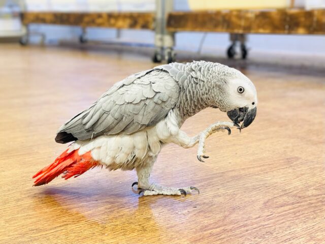 【最新画像】待ちに待ったヨウムちゃん登場です☆☆