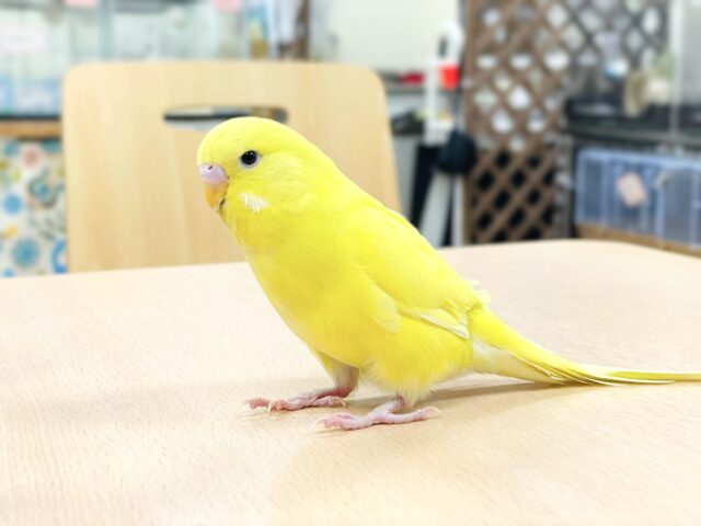 ジャンボセキセイインコ