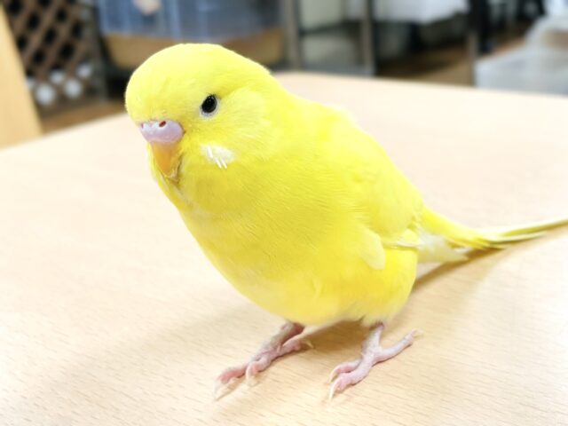 ジャンボセキセイインコ