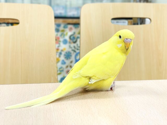 ジャンボセキセイインコ