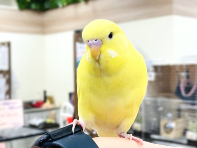 ジャンボセキセイインコ