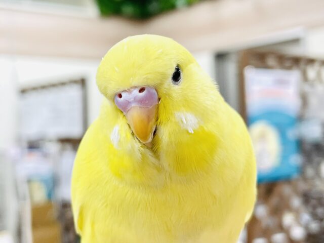 ジャンボセキセイインコ
