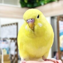 【最新画像】キラキラ輝く✨黄色いジャンボセキセイインコちゃん（ダブルファクター）
