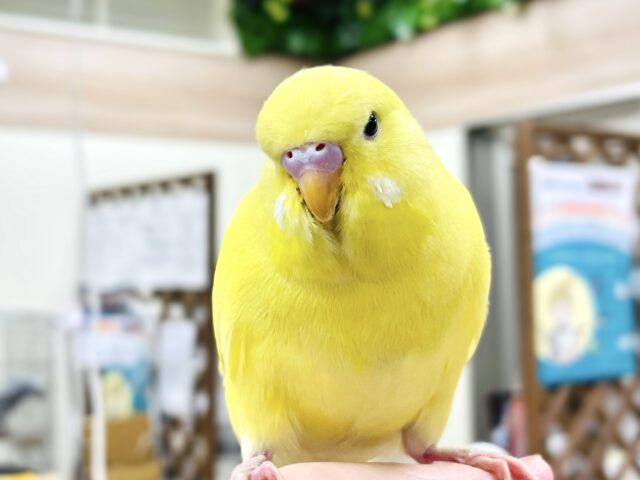 【最新画像】キラキラ輝く✨黄色いジャンボセキセイインコちゃん（ダブルファクター）
