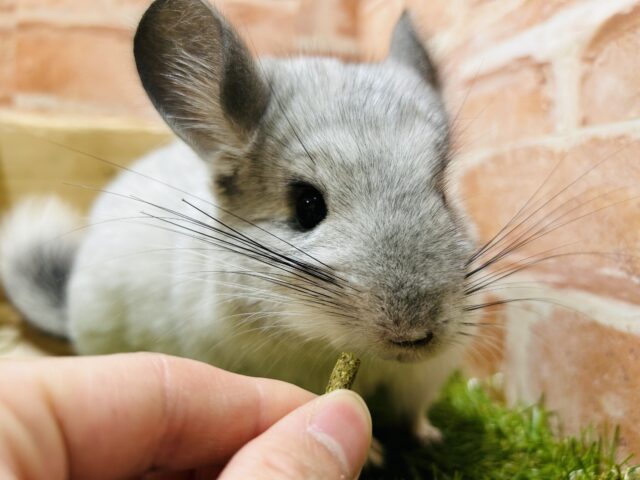 チンチラ