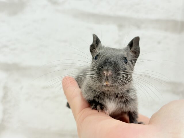 デグー
