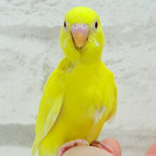 【最新画像更新🪄】きいろのｶﾀﾏﾘさんは、とっても楽し気っ♬　いいねっ☆　セキセイインコ　ルチノー～～