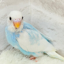 【最新画像更新🪄】ワタ雲のような天使ちゃん🧚セキセイインコ(パイド) ヒナ