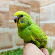 スパングルカラーのセキセイちゃんがやってきましたよ〜🎵　セキセイインコ