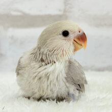 【最新画像更新🪄】ふんわり柔らか♡コザクラインコ ヒナ