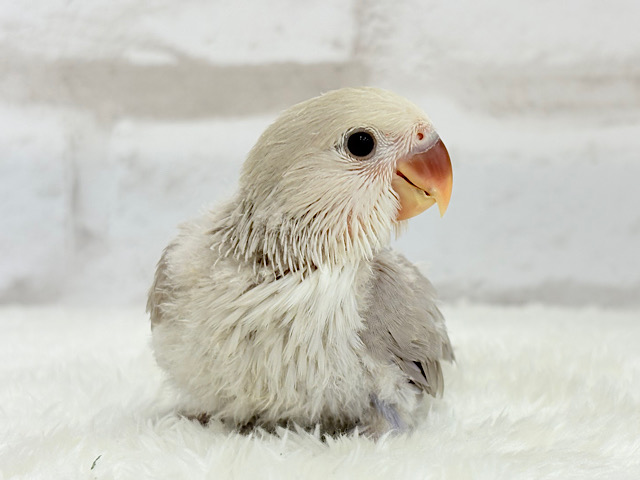 【最新画像更新🪄】ふんわり柔らか♡コザクラインコ ヒナ