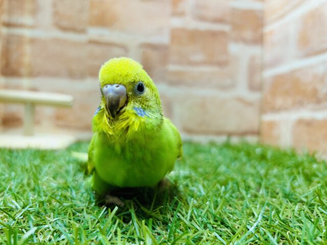 セキセイインコ