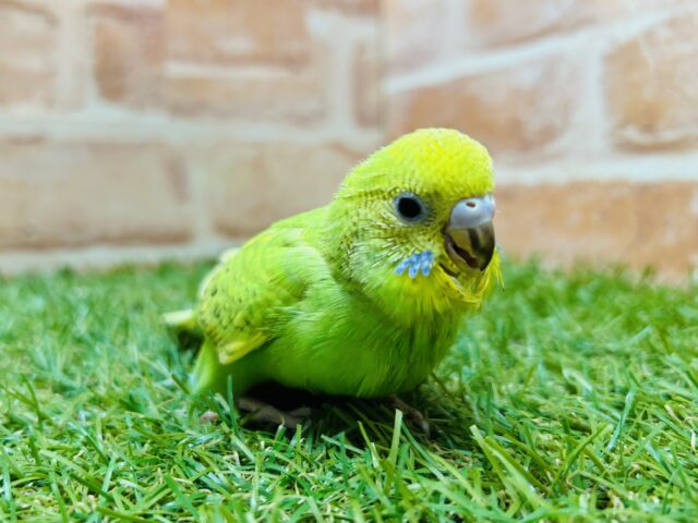 セキセイインコ