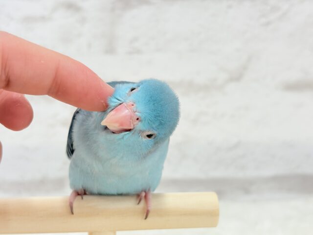 マメルリハ