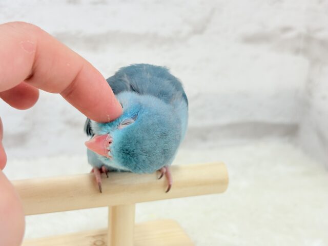 マメルリハ