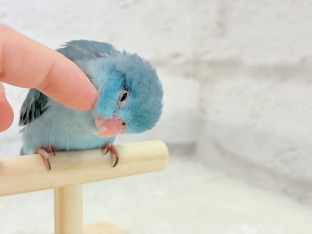 マメルリハ