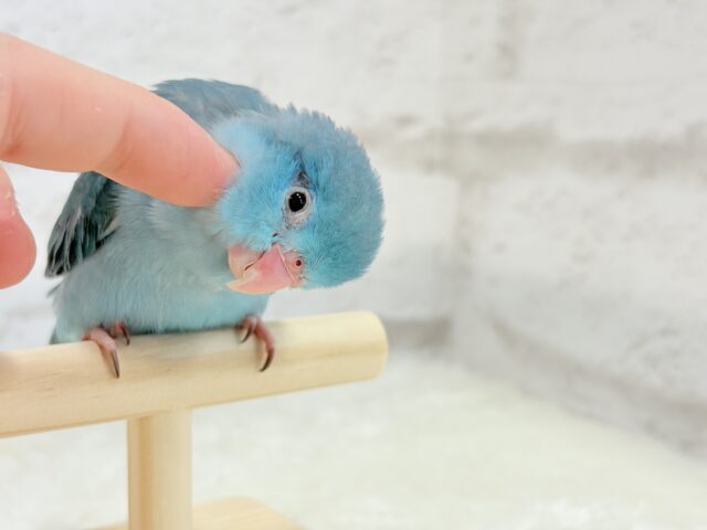 マメルリハ